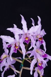 Laelia halbingeriana Leucadia AM/AOS 82 pts.